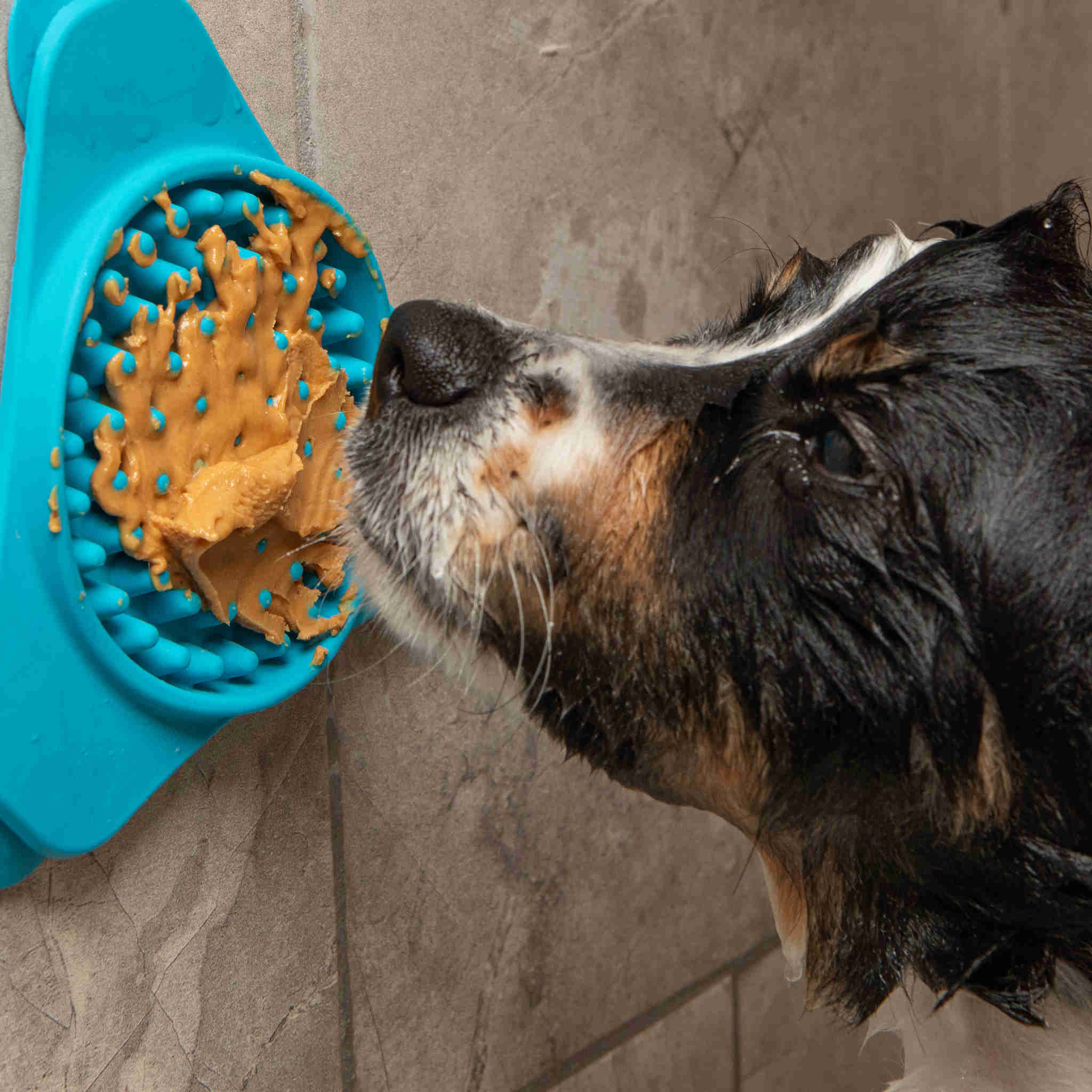 Dog-Licking-Training-Licker.jpg