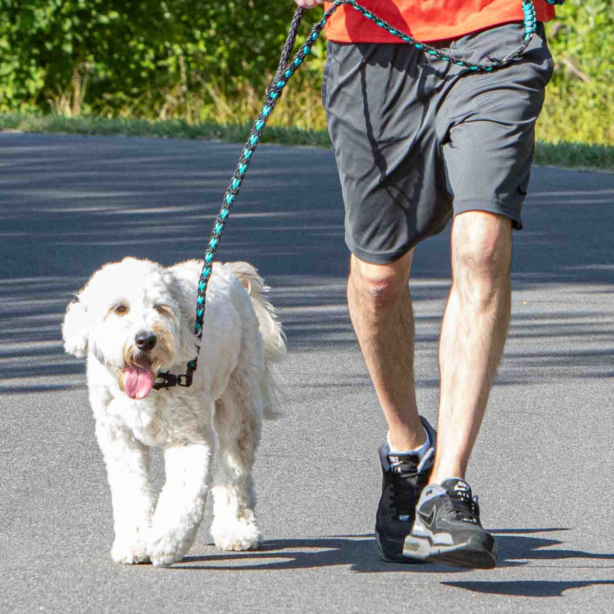 dog being walked