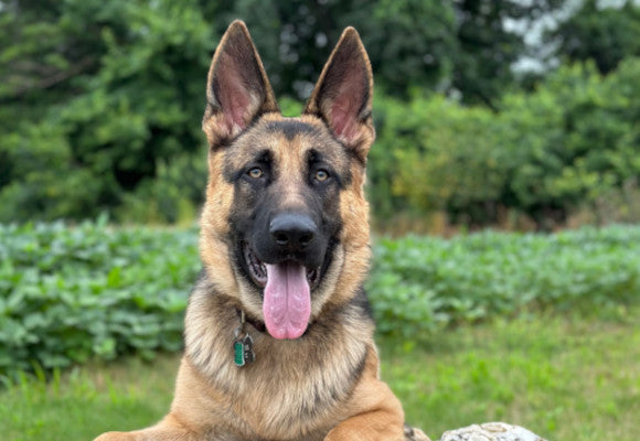 German-Sheppard.jpg