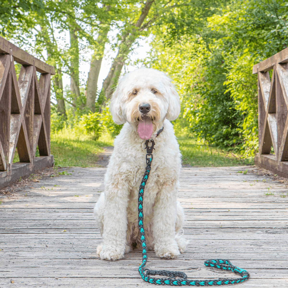 Smiling white dog with leash