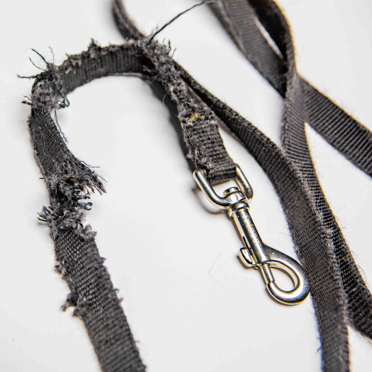 Torn-leash.png