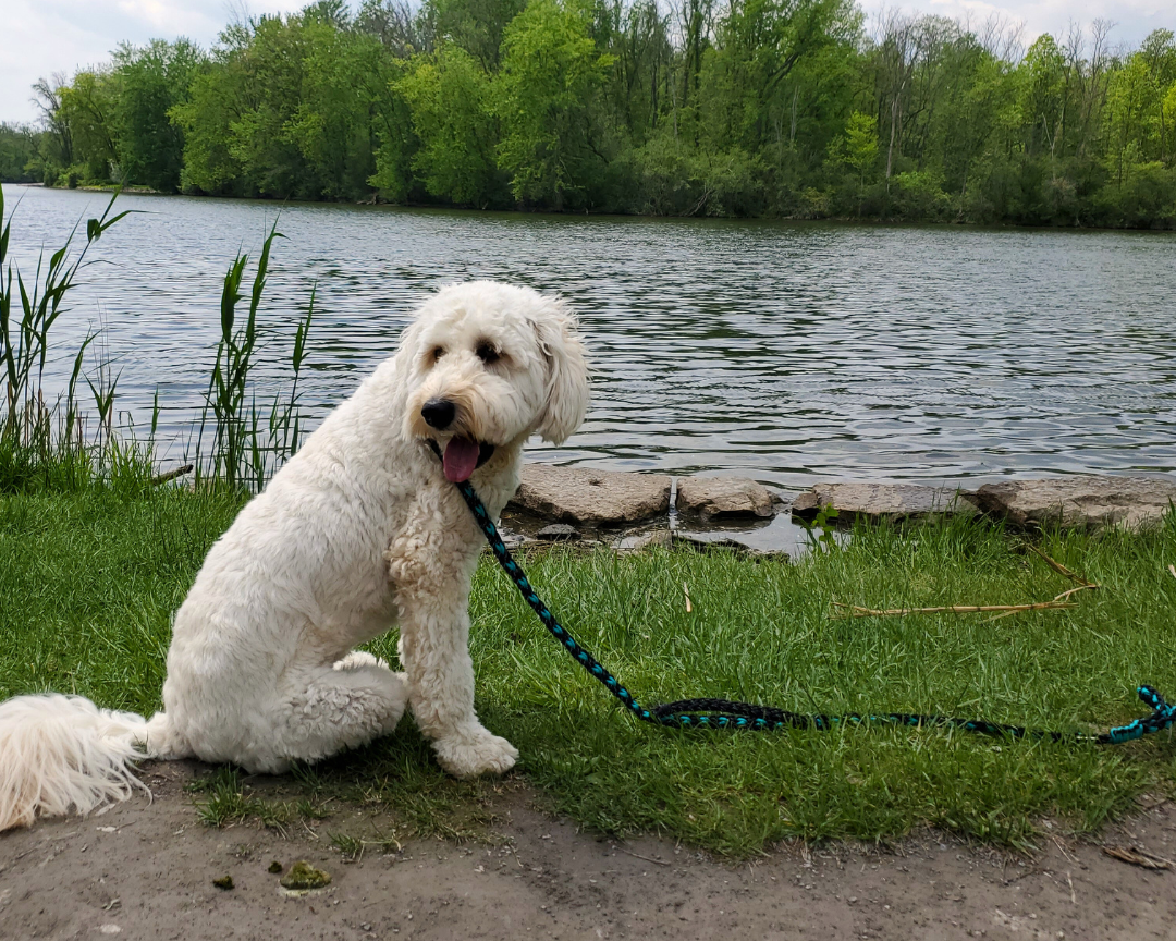 The Best Leash Material