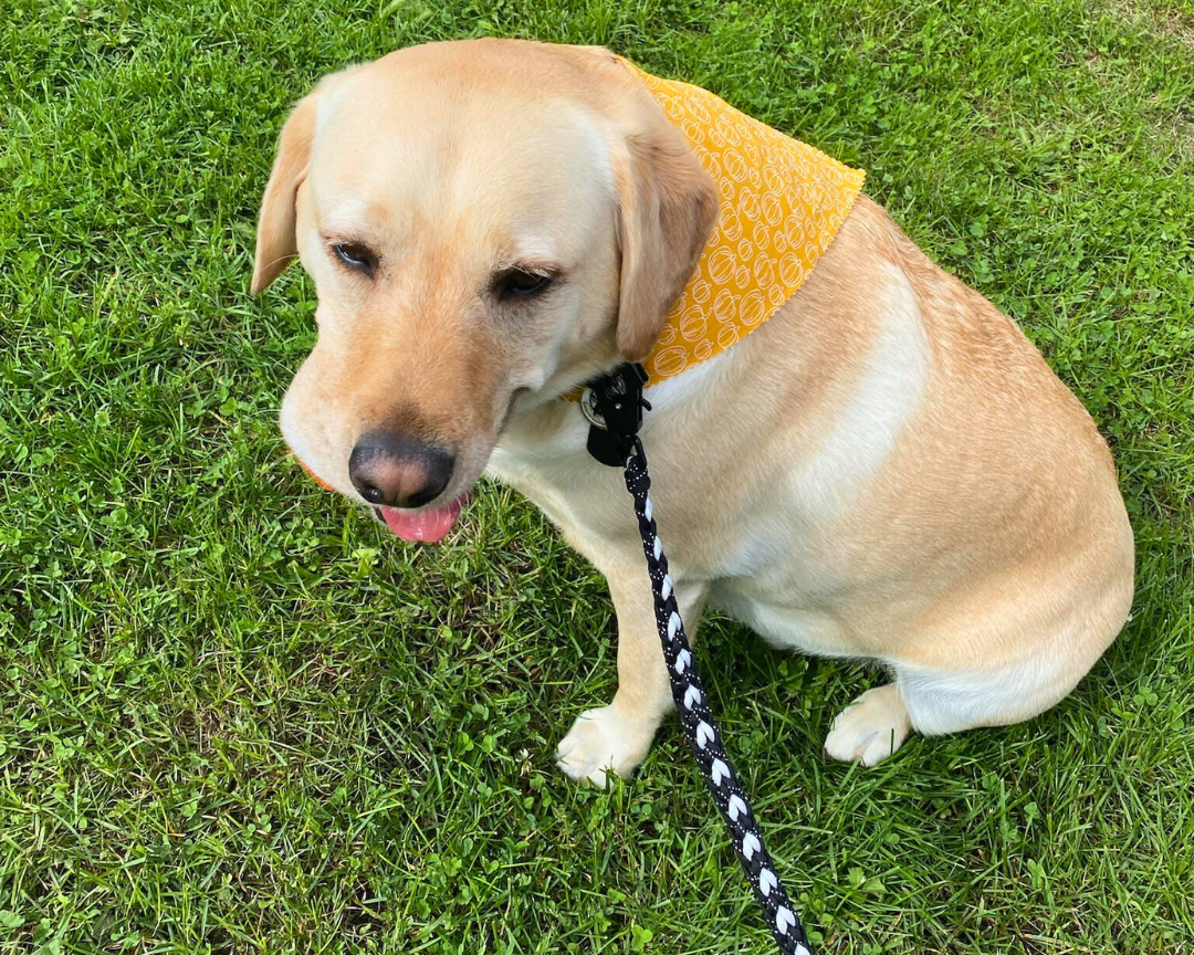 The Top Reasons To Invest In A Good Leash