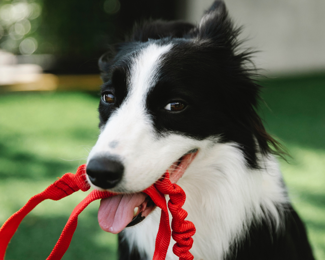 The Top Way To Stop Your Dog From Pulling On The Leash