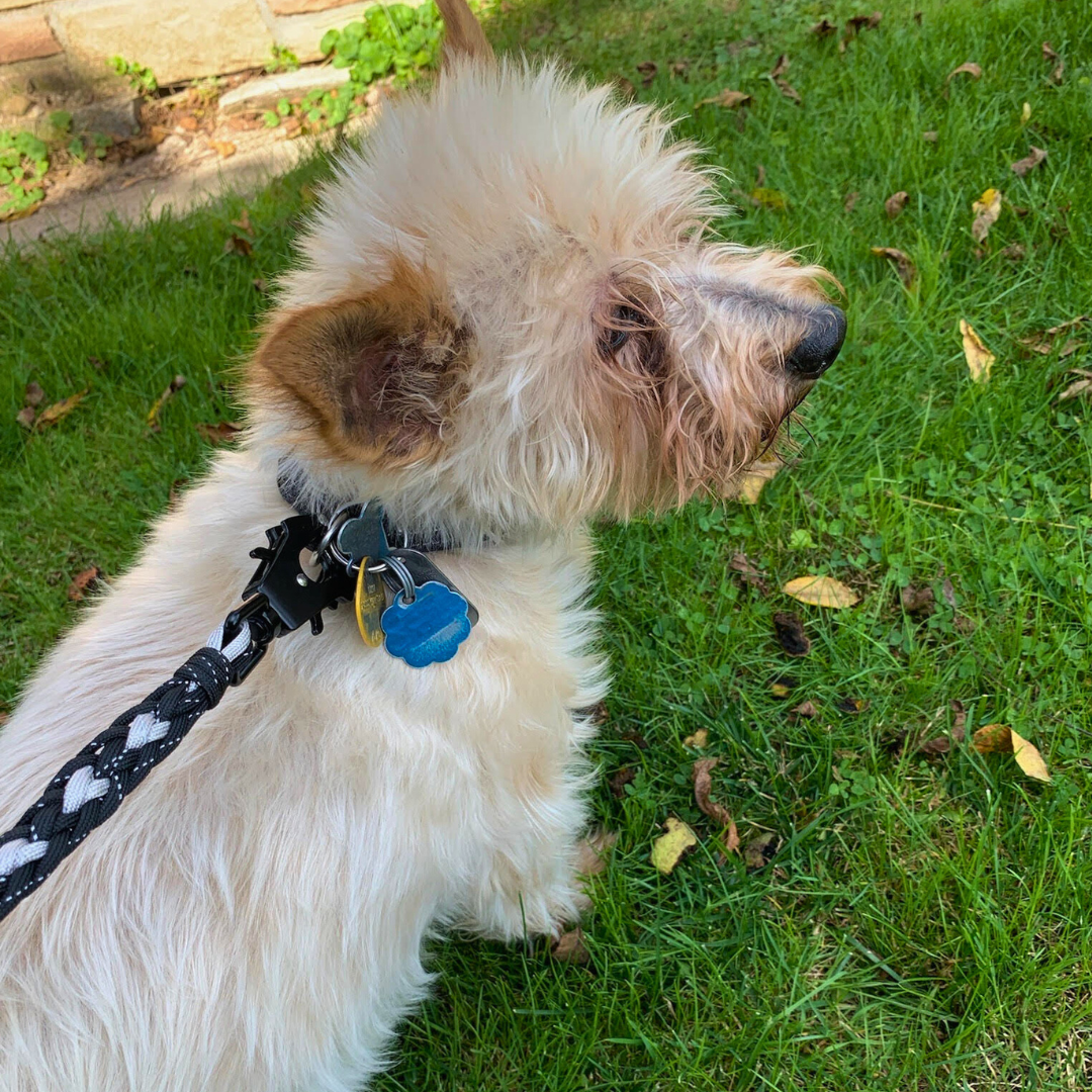 Dog on leash