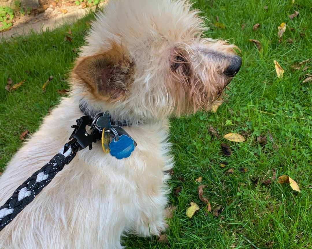 Dog on leash
