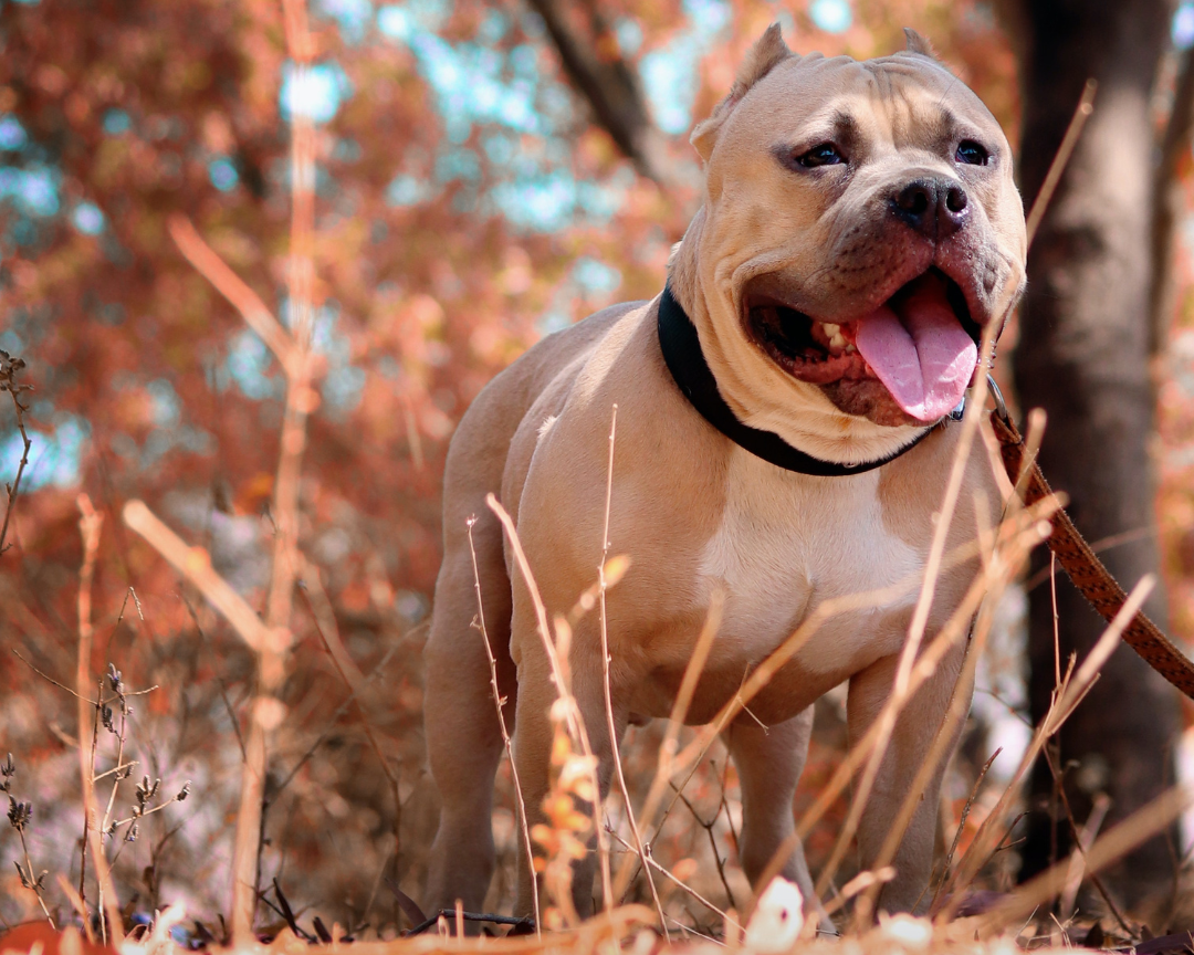 Pulling Pitbull Now Stays Close
