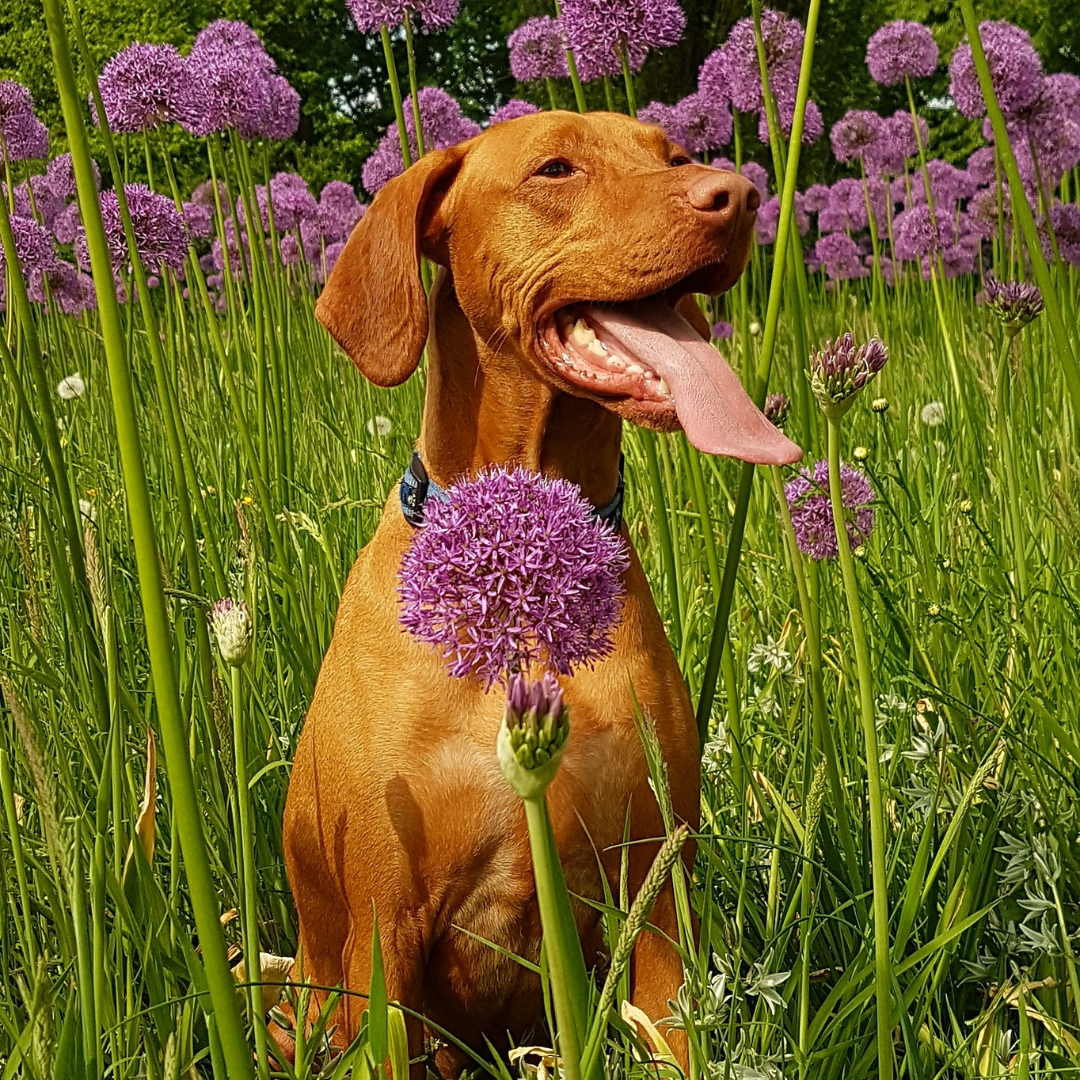 Dog smiling in a field of flowers