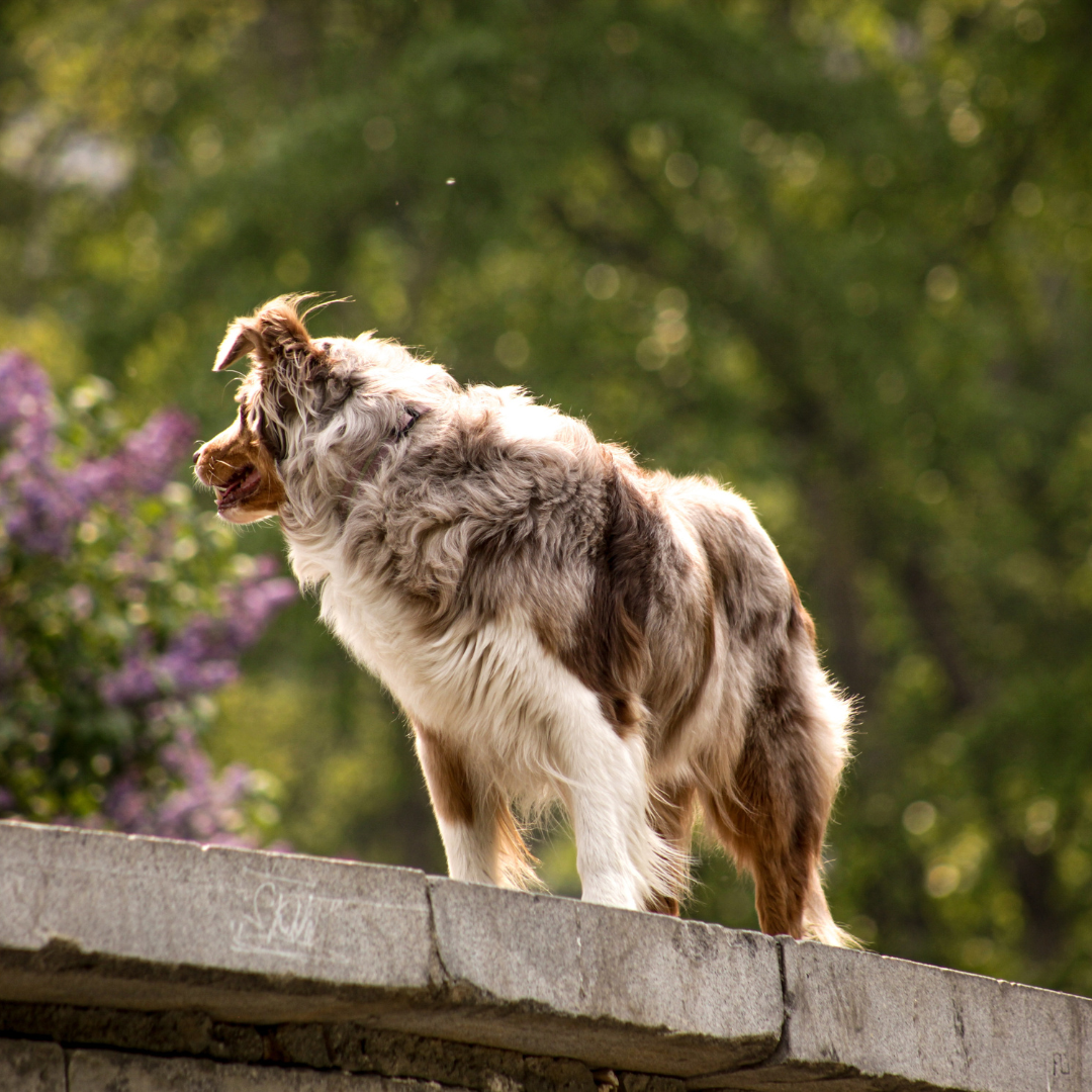 Why Do Dogs Pull on Leashes?