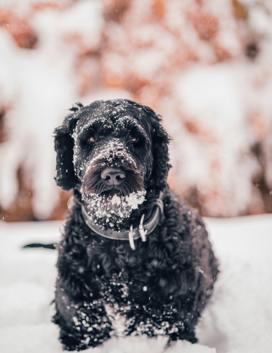Preparing Your Dog for Winter: Smart Gear & Safety Tips for Cold Weather Pup Care