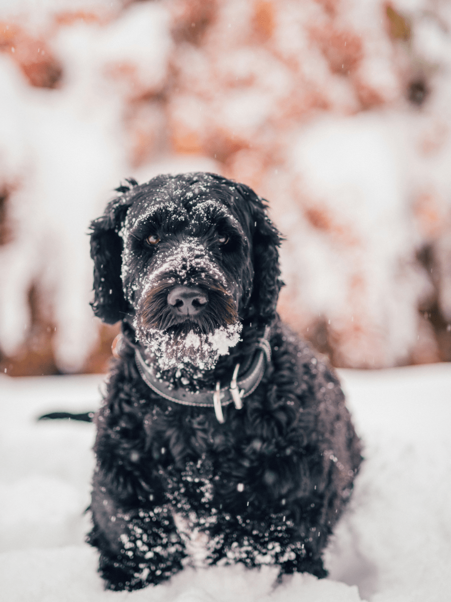 Preparing Your Dog for Winter: Smart Gear & Safety Tips for Cold Weather Pup Care