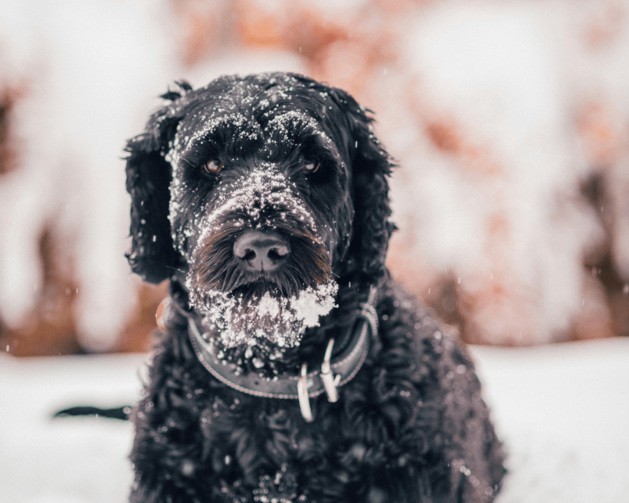 Preparing Your Dog for Winter: Smart Gear & Safety Tips for Cold Weather Pup Care
