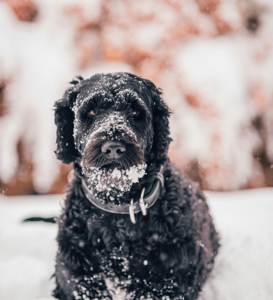 Preparing Your Dog for Winter: Smart Gear & Safety Tips for Cold Weather Pup Care