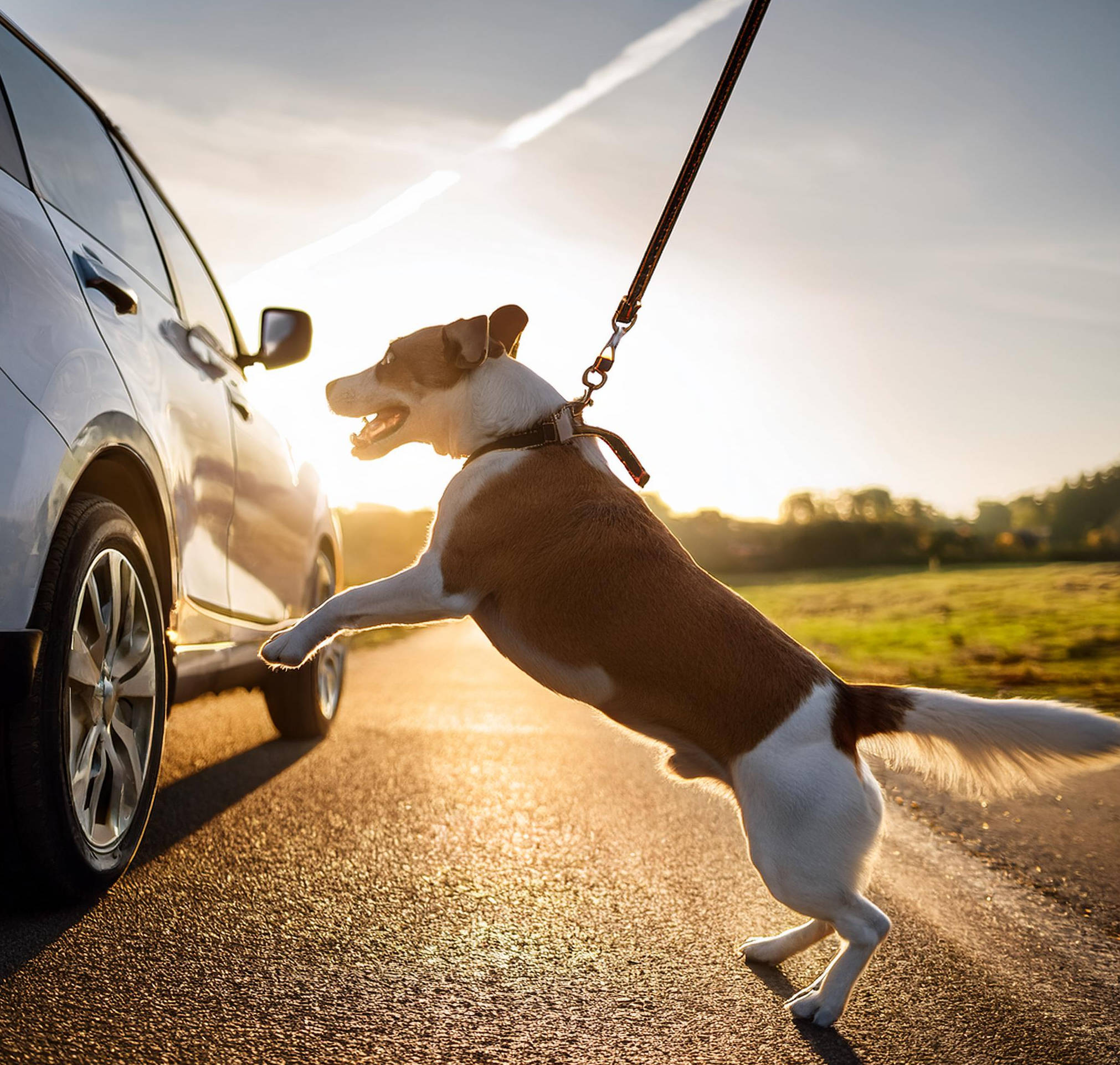 How the Forever Leash Helped Stop My Anxious Dog from Lunging at Cars