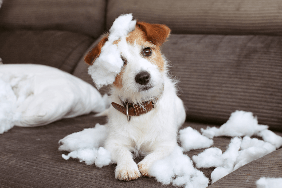 5 Simple Ways to Reduce Your Dog's Anxiety