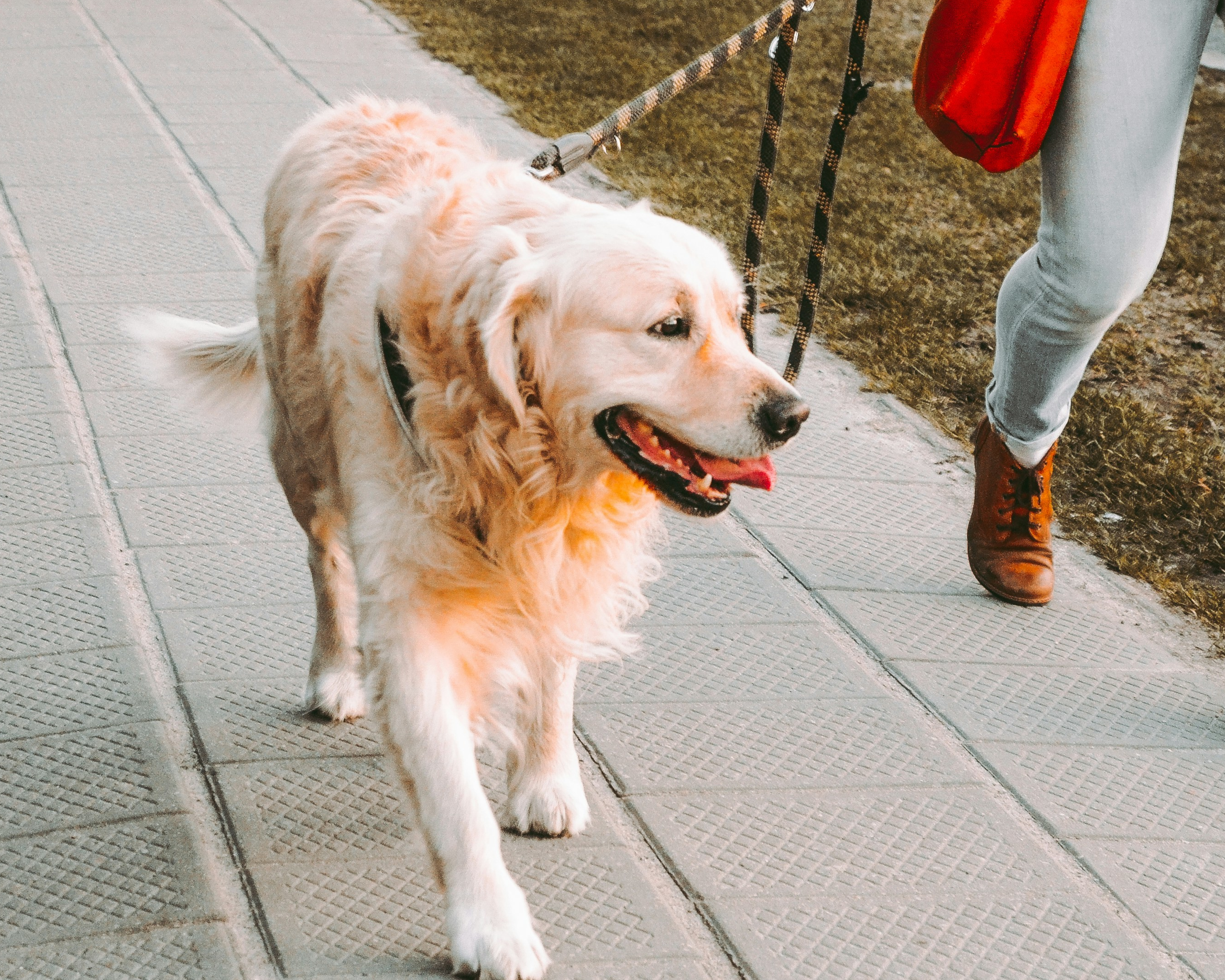 Why Do Dogs Pull On Walks & What Can I Do About It?