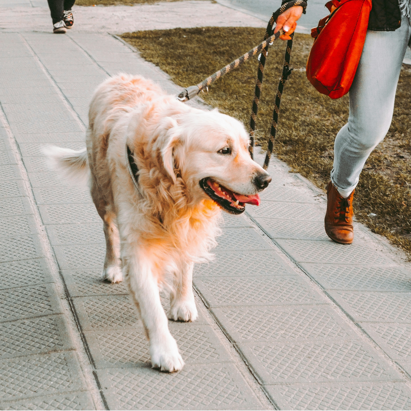 Why Do Dogs Pull On Walks & What Can I Do About It? Carmella & Rose