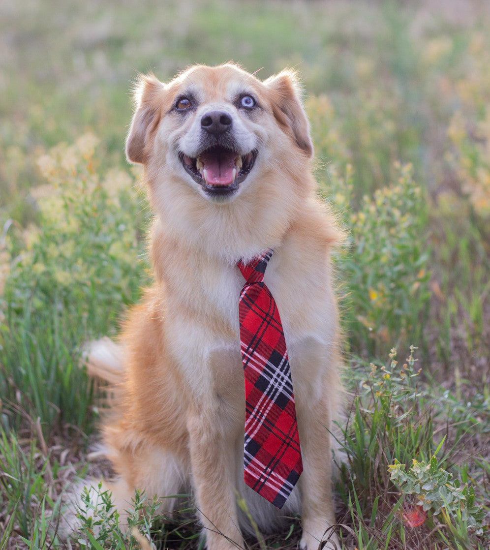 Dog Park Etiquette: 10 Rules to Follow for a Safe and Fun Visit