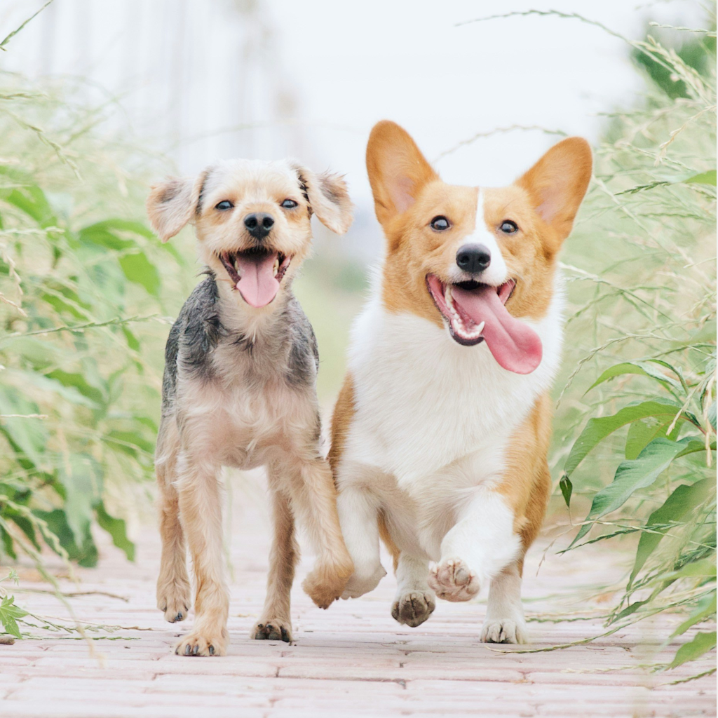 Spring Safety for Dogs: A Comprehensive Guide