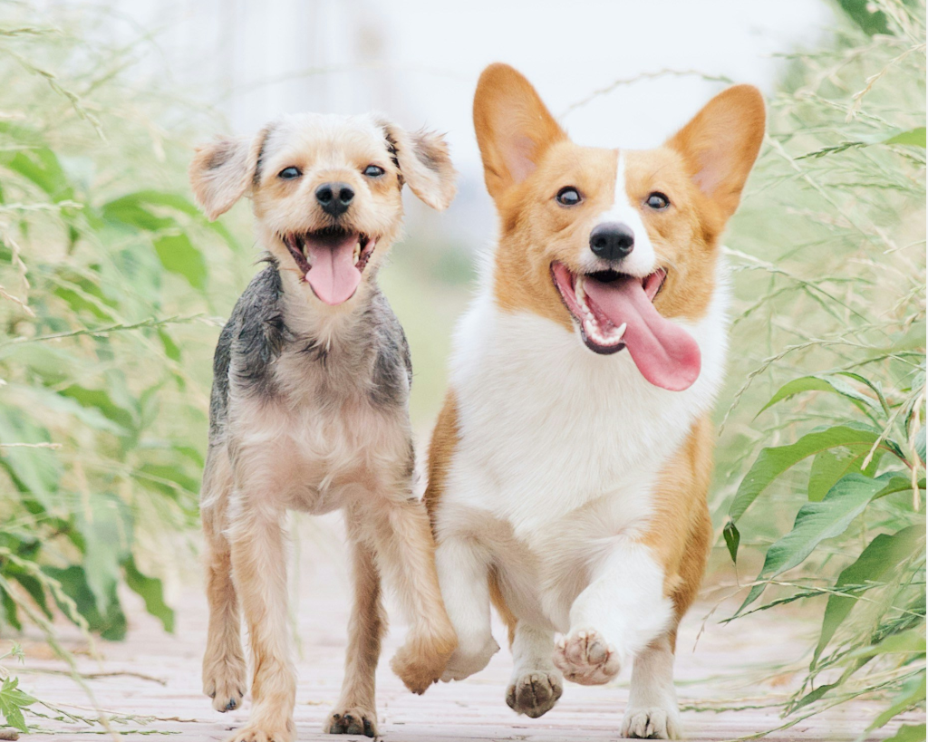 Spring Safety for Dogs: A Comprehensive Guide