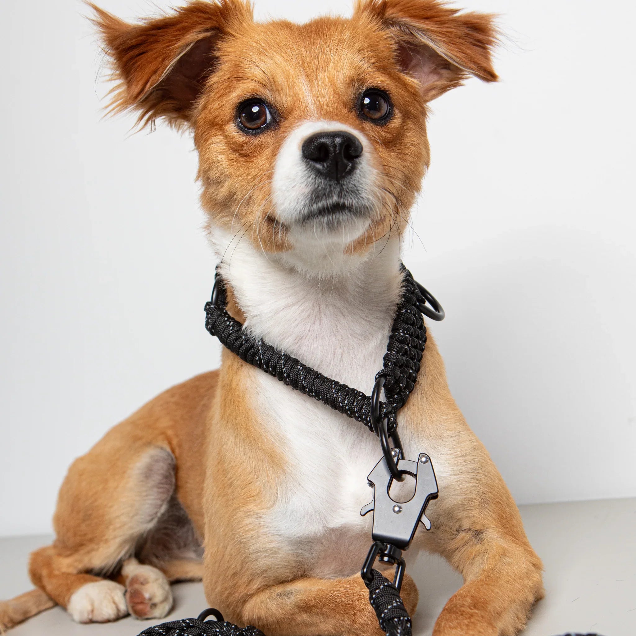 All Dog Products