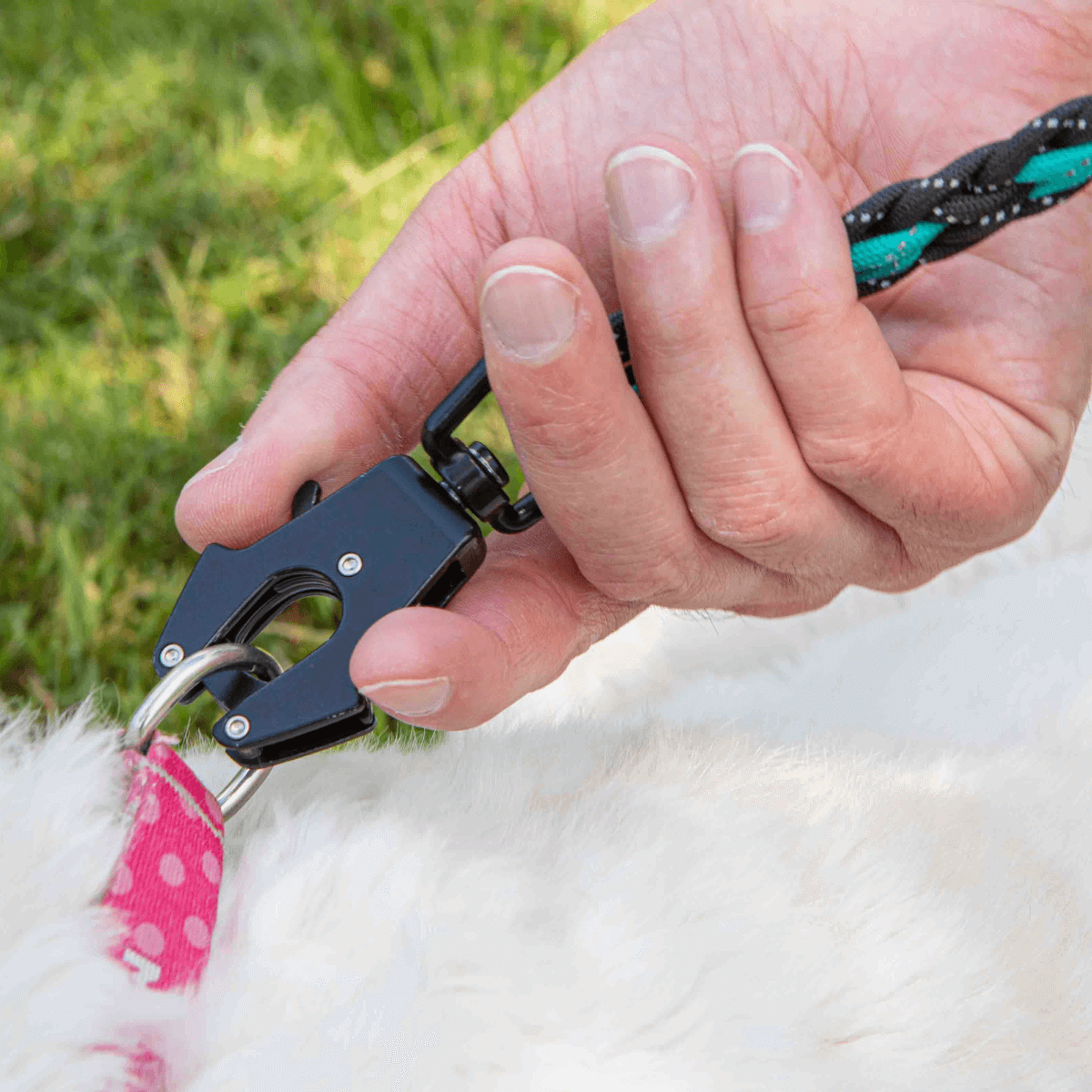 Showcasing the clasp on the dog leash