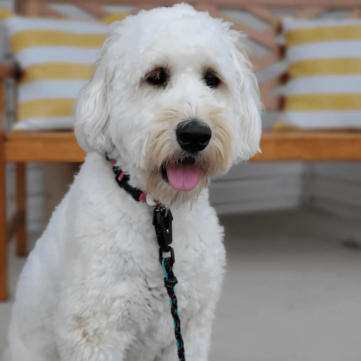 Close-up-white-dog-smiling-min.webp