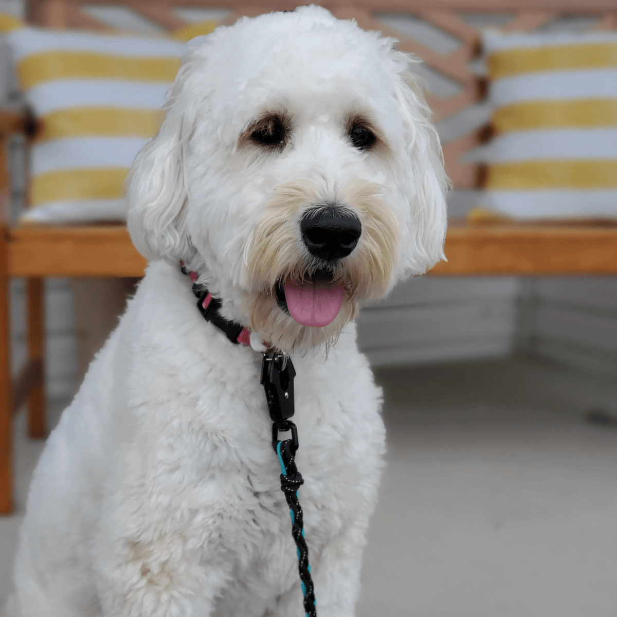 White dog smiling with the Forever Leash