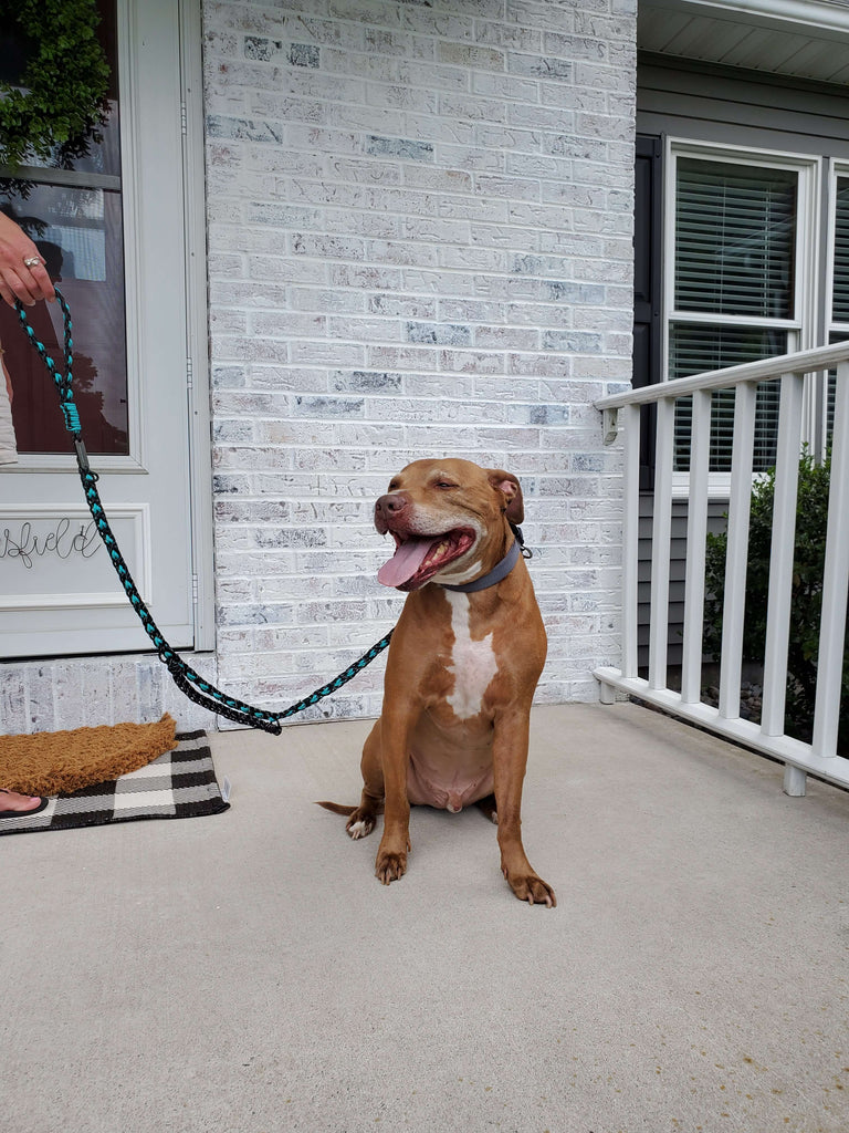 Learn Resources For Anxious or Reactive Dogs Carmella & Rose