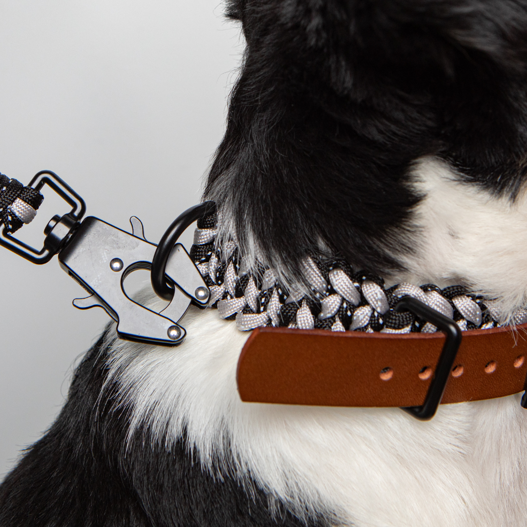 dog wearing black and white collar