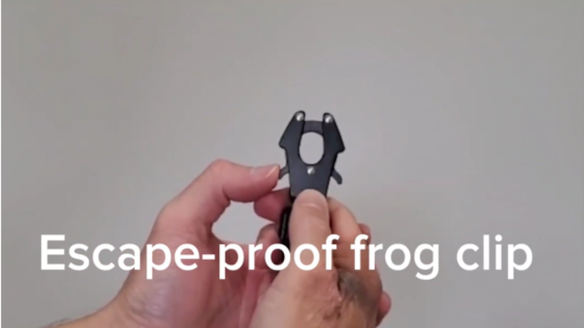 Frog-Thumbnail.png