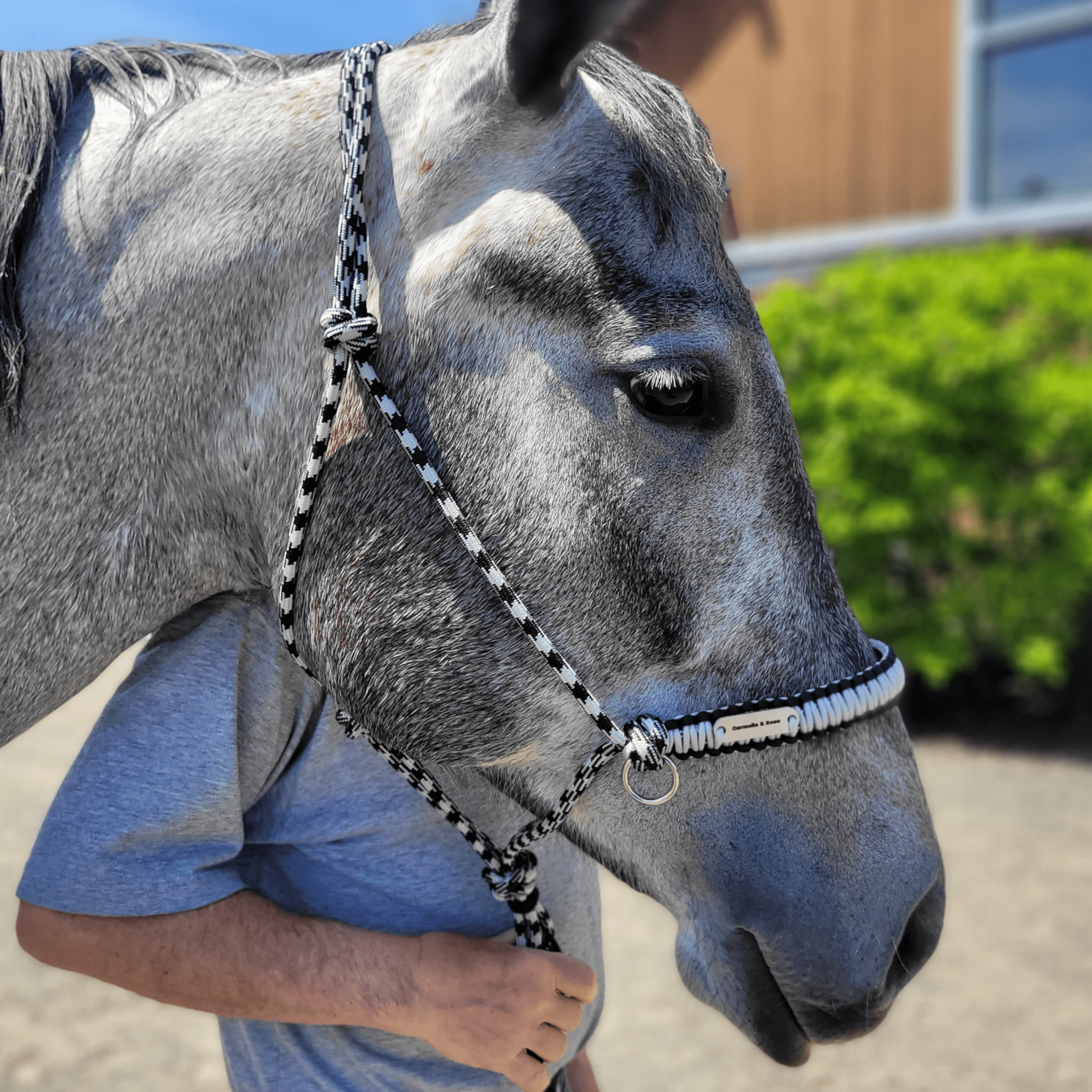 Silver halter with man behind horse
