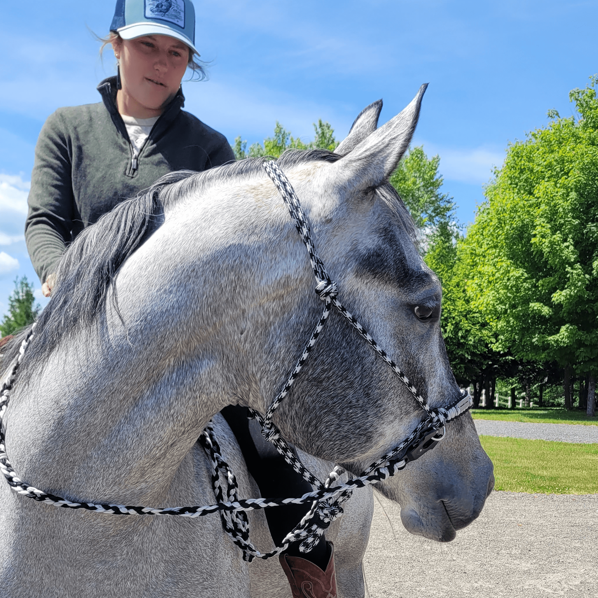 Silver halter on horse with person