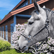 Silver halter on horse