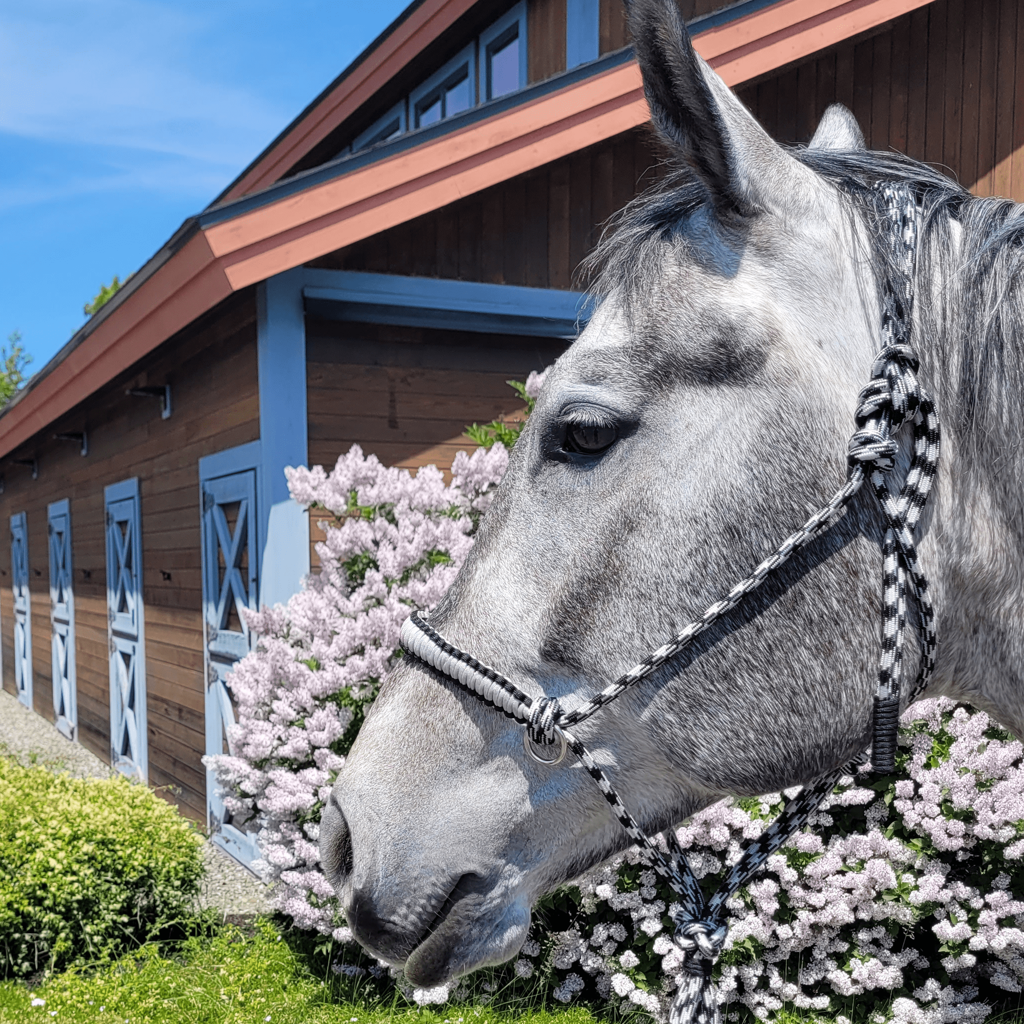 Silver halter on horse