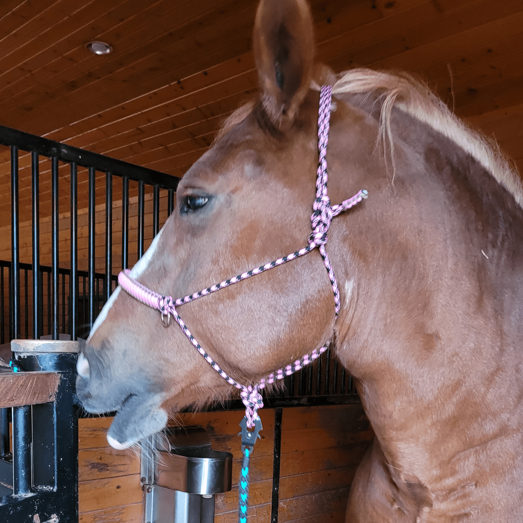 Pink halter on horse