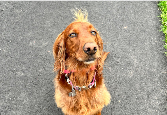 Irish-Setter-Dog.jpg