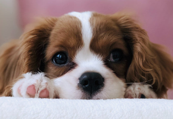 Puppy2.jpg