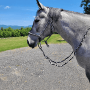 Horse with reins