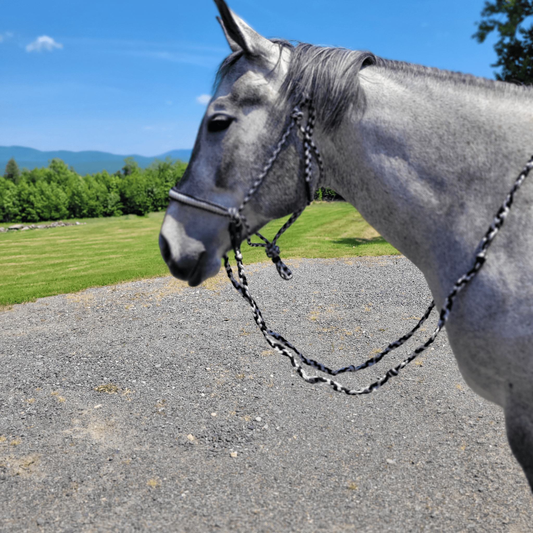 Horse with reins