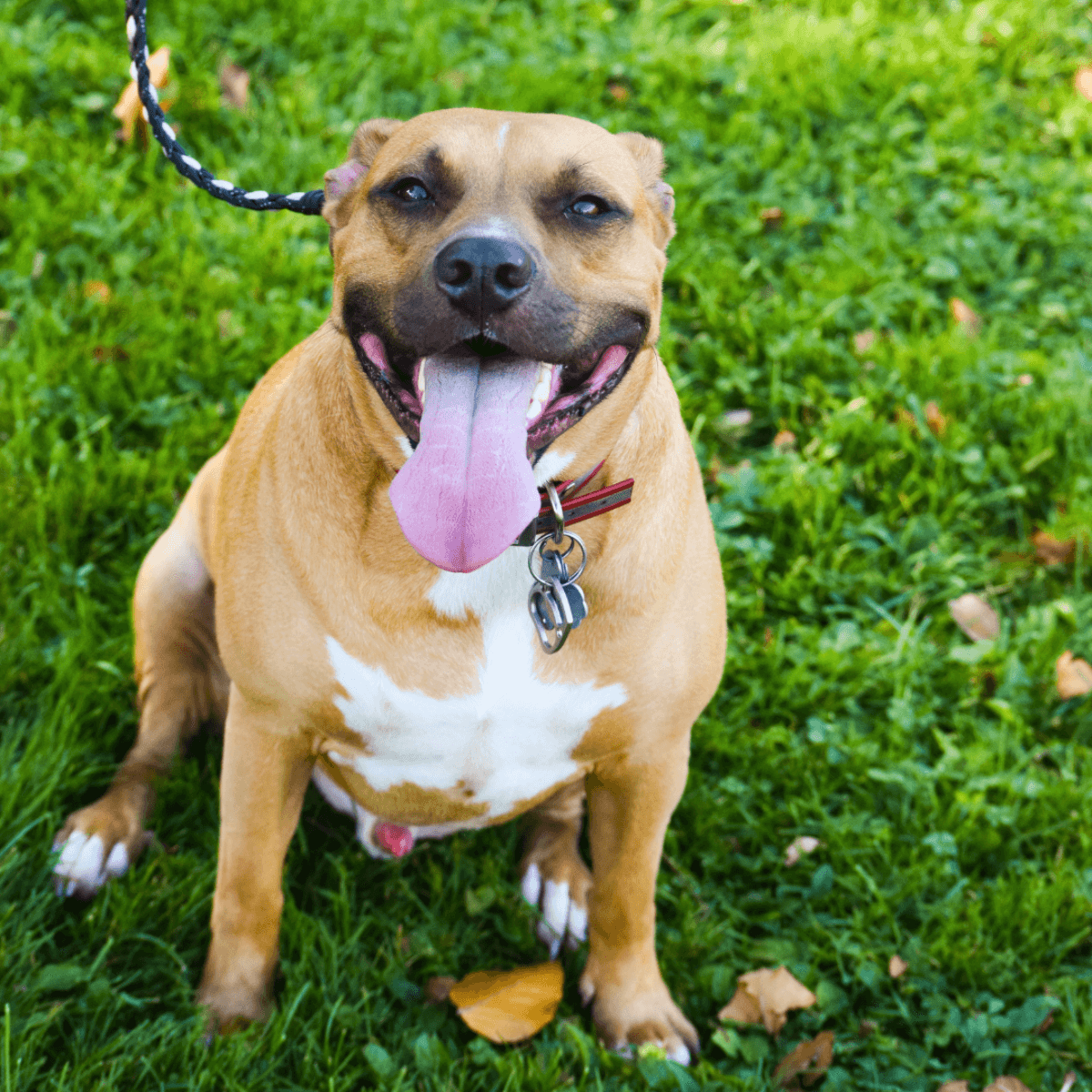 Dog smiling while on a leash