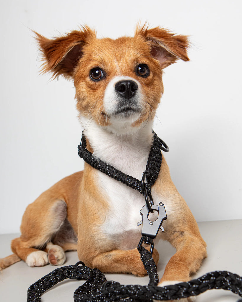 Dog slips best sale out of collar