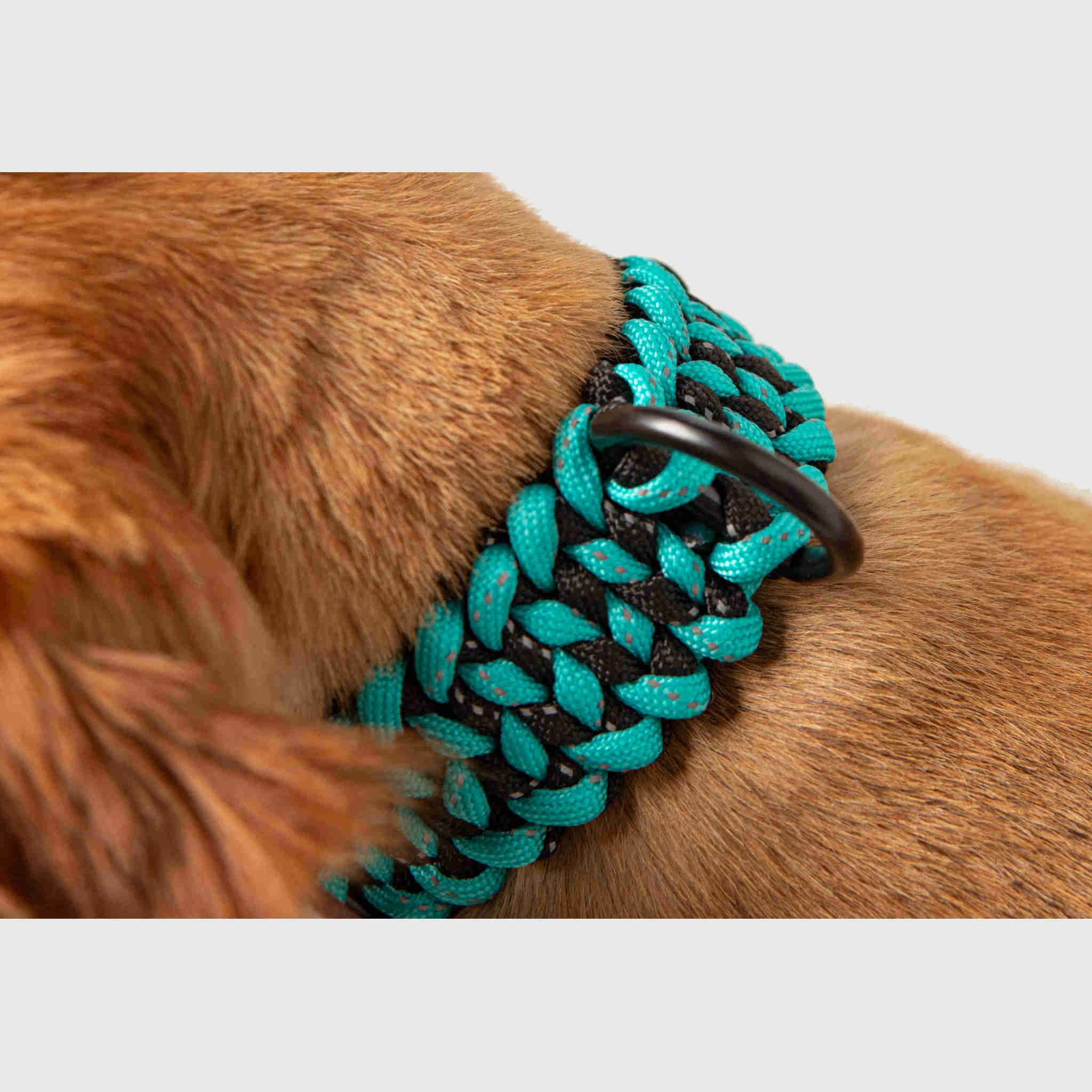 Forever Collar