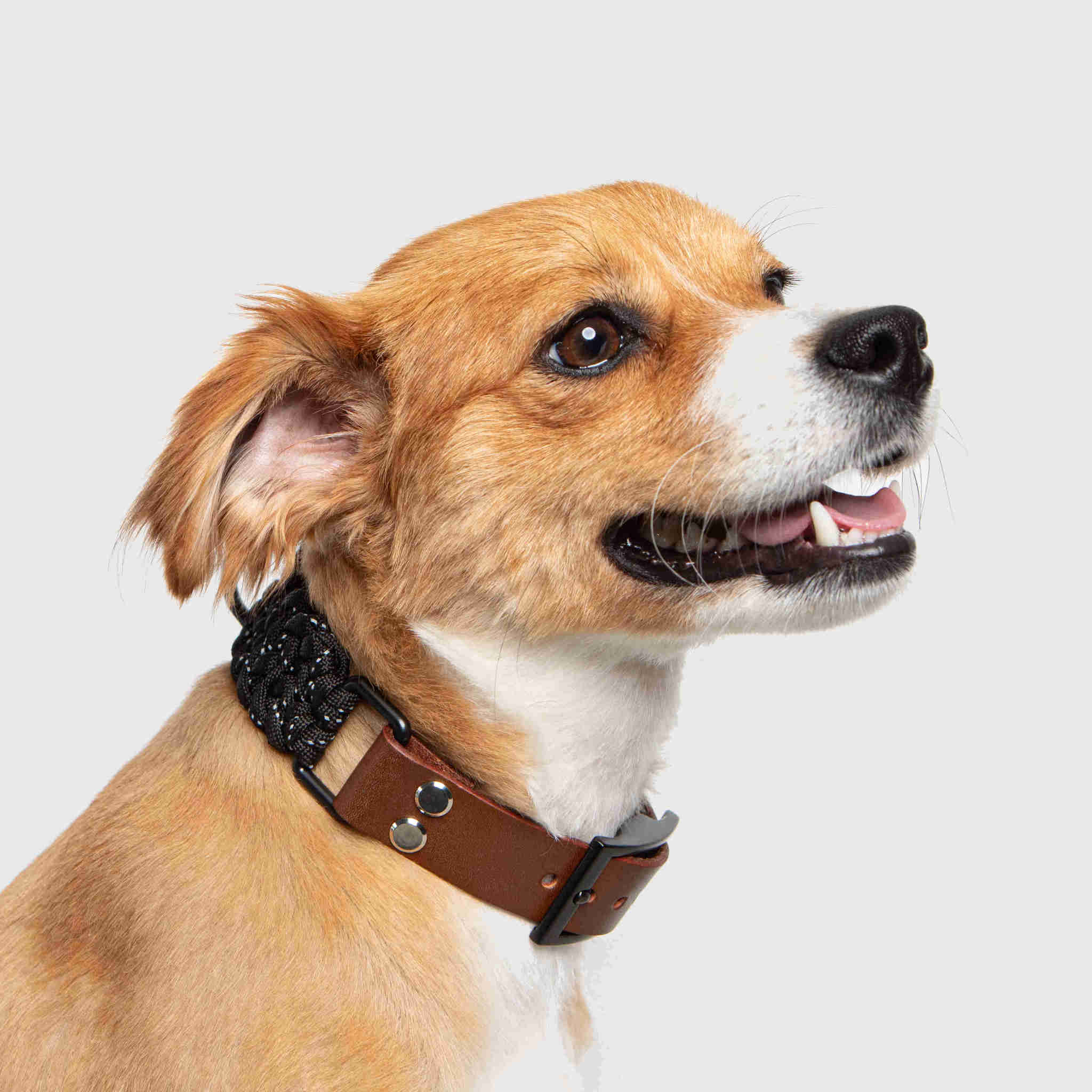 Forever Collar